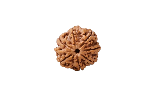 Natural 7 Mukhi Rudraksha (Nepali)