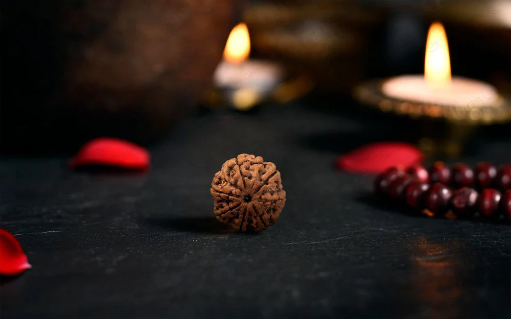 Natural 7 Mukhi Rudraksha (Nepali)