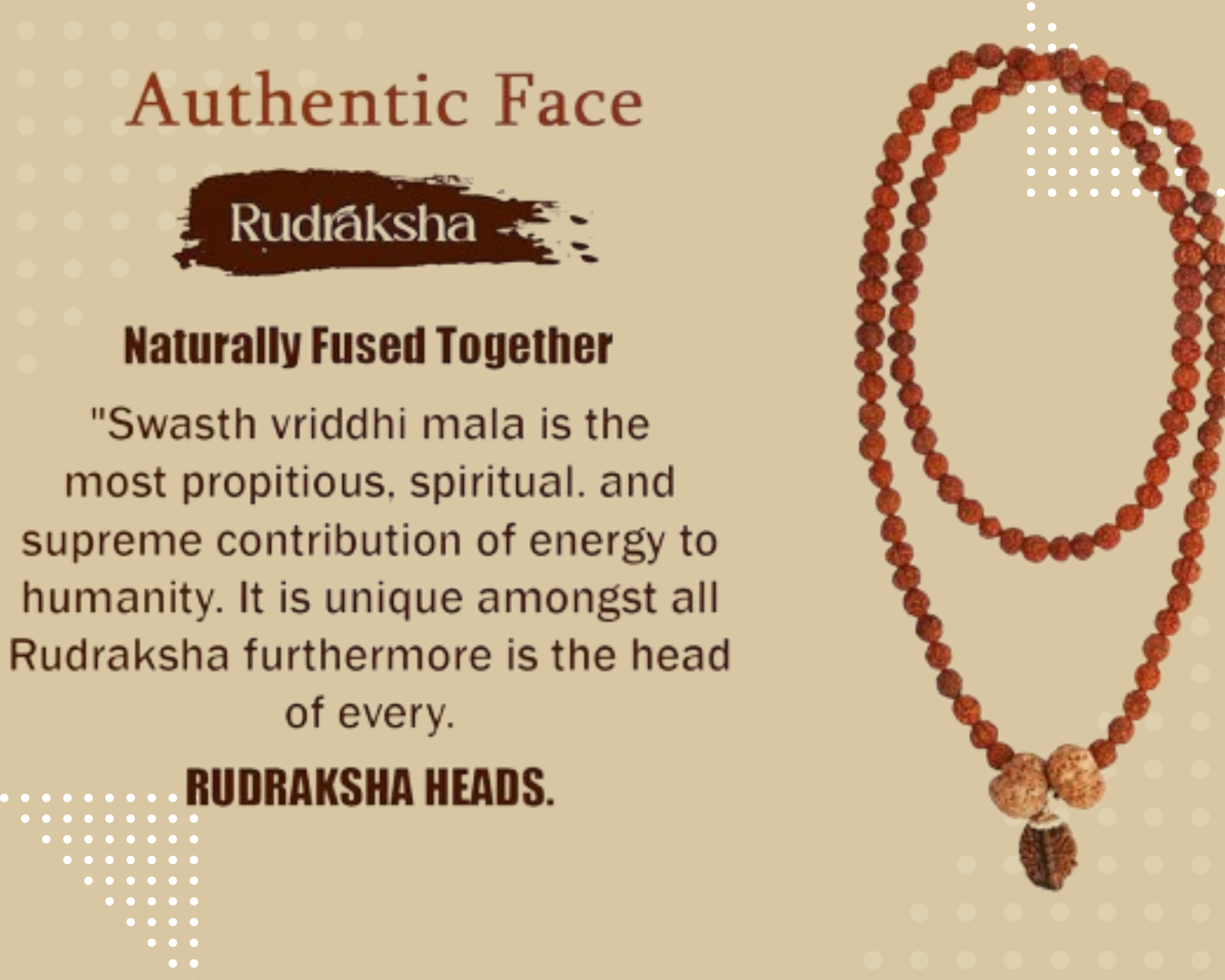 Swasth Vriddhi Mala - 7 Mukhi and 2 Mukhi Rudraksha