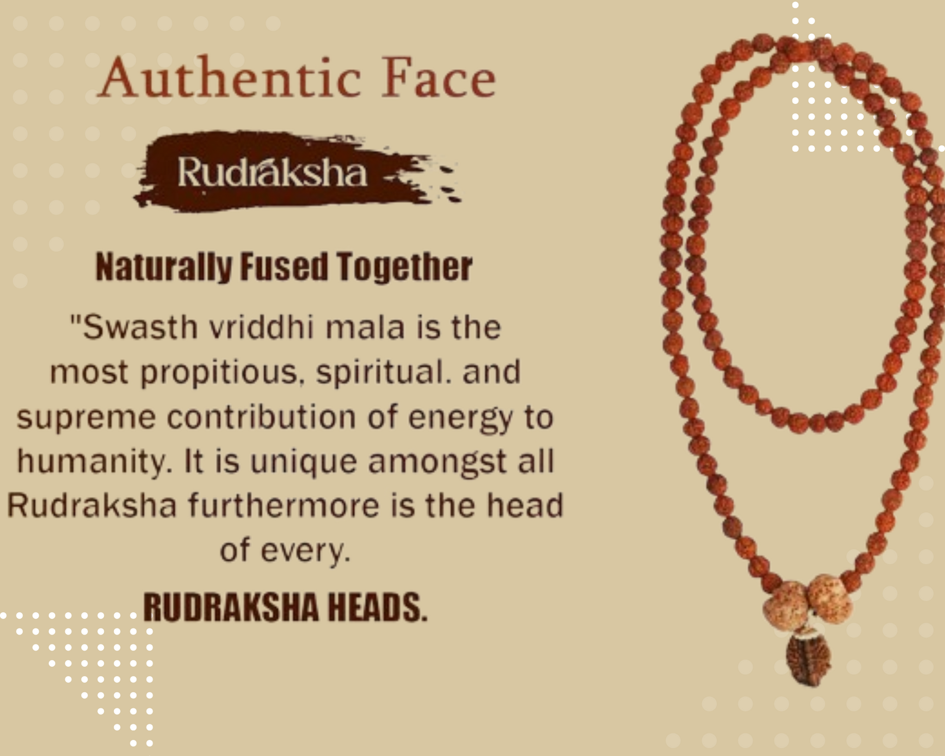 Swasth Vriddhi Mala - 7 Mukhi and 2 Mukhi Rudraksha